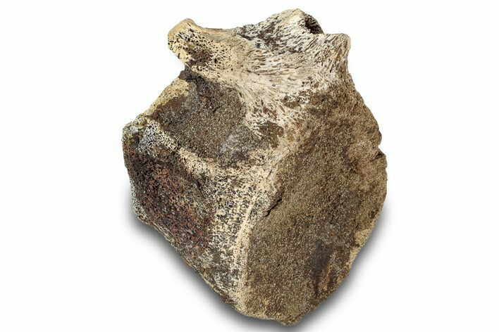 Hadrosaur (Edmontosaurus) Anterior Caudal Vertebra - Montana #316927
